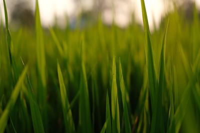 Close-up of crops growing on field