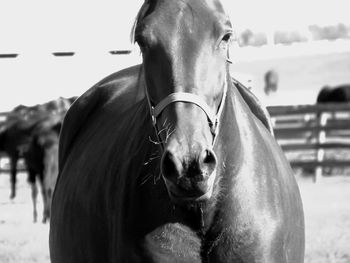 Close-up of horse standing on field