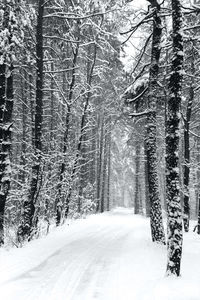 Trees in forest during winter