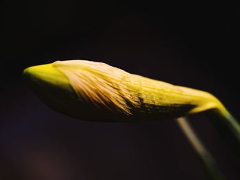 Close-up of yellow flower against black background