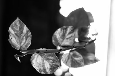 Close-up of flowering plant