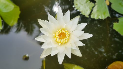 Close-up of white flower blooming outdoors