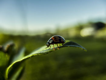 Close-up of ladybug on leaf