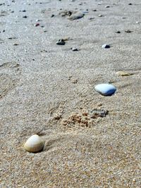 High angle view of shells on beach