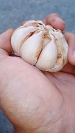 Cropped hand of person holding seashell