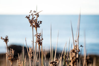 Close-up of wilted plant