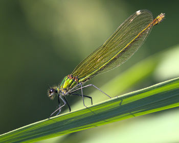 Close-up of grasshopper