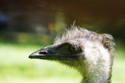 Close-up of eagle