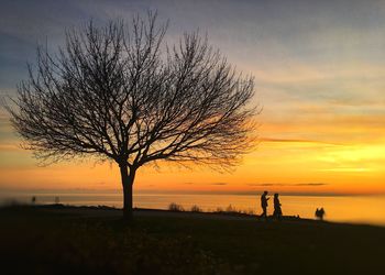 Silhouette tree on beach against sky during sunset