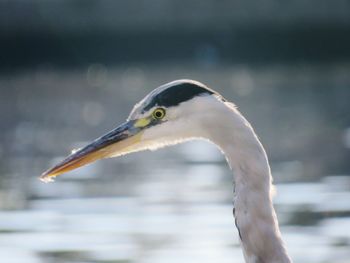 Close-up of heron