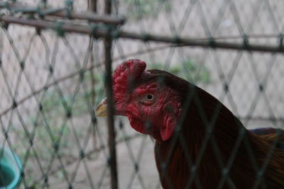 Close-up of rooster