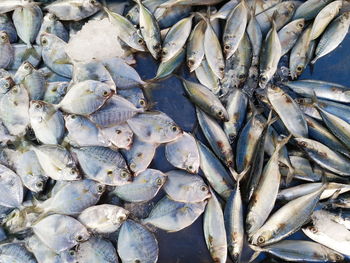 High angle view of dead fish in market