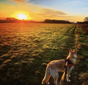 Dog on field during sunset