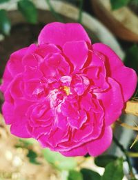 Close-up of pink flower blooming outdoors