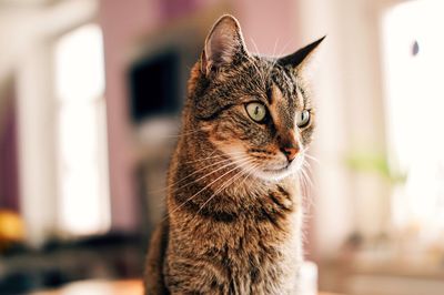 Close-up of cat looking away at home