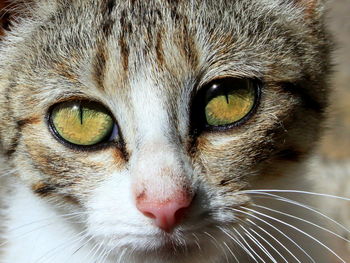 Close-up portrait of a cat