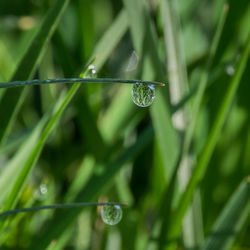 Close-up of water drops on blade of grass