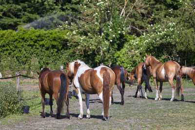 Horses standing in ranch