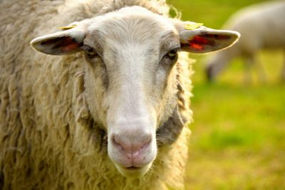 Close-up portrait of sheep