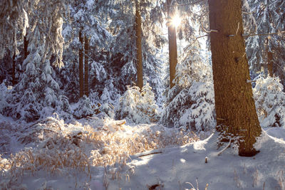 Snow covered pine trees in forest