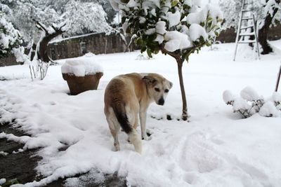 Dog on snow field during winter