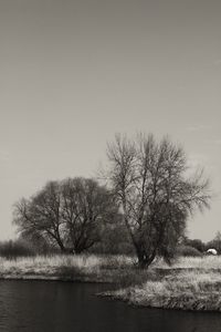 Bare trees by lake