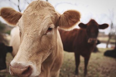 Close-up of cow on field