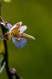 Close-up of yellow flowering plant