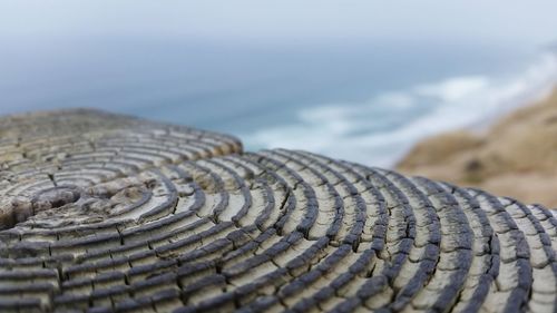 Close-up of tree ring with sea in background