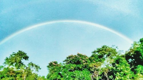 Rainbow over trees against sky