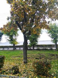 Trees in park during autumn