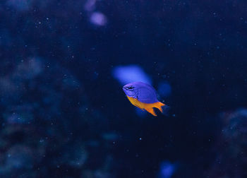 Close-up of fish swimming underwater