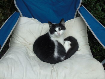 View of cat resting