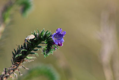 Close-up of purple flowering plant