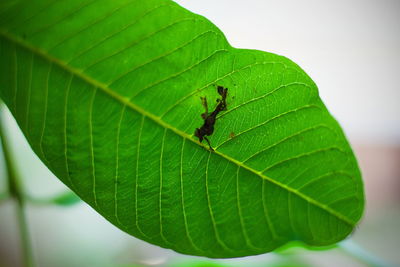 Close-up of insect on leaf