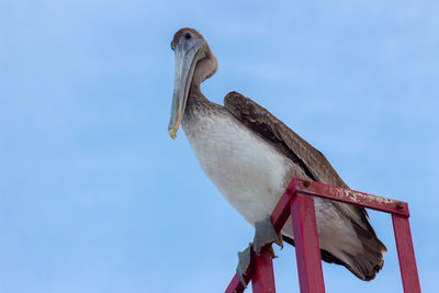 Low angle view of bird perching against clear sky