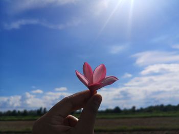 Close-up of hand holding pink flowering plant against sky