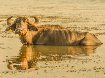 View of buffalo in lake