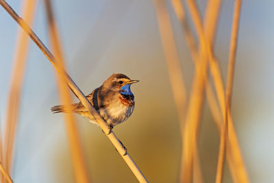 Close-up of bird perching on twig