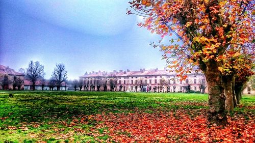 Trees on grassy field