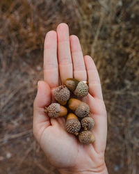 Hand holding acorns with nature in the background