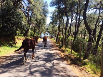 Horse on dirt road amidst trees against sky