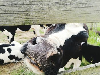 Close-up of a cow.