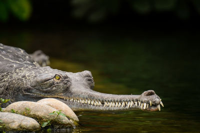 Close-up of alligator in lake