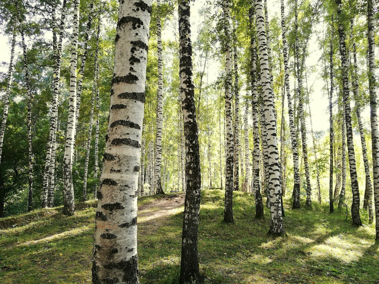 PINE TREES ON LANDSCAPE