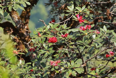 Close-up of pink flowering plants