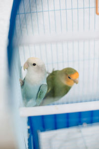 Close-up of parrot perching in cage