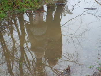 Reflection of trees in water