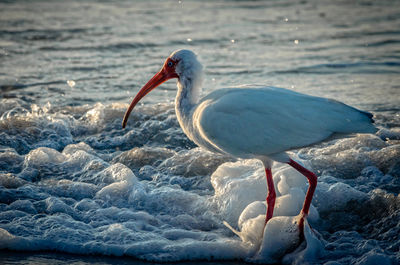 Close-up of bird at beach