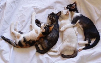 High angle view of cat sleeping on bed